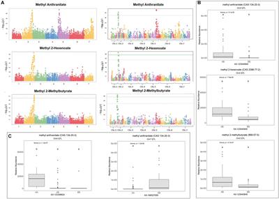 Genetic Analysis of Methyl Anthranilate, Mesifurane, Linalool, and Other Flavor Compounds in Cultivated Strawberry (Fragaria × ananassa)